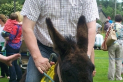06-26-11_-_Donkey_-_Billy_O'Toole